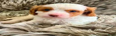 Cavapoo 3
