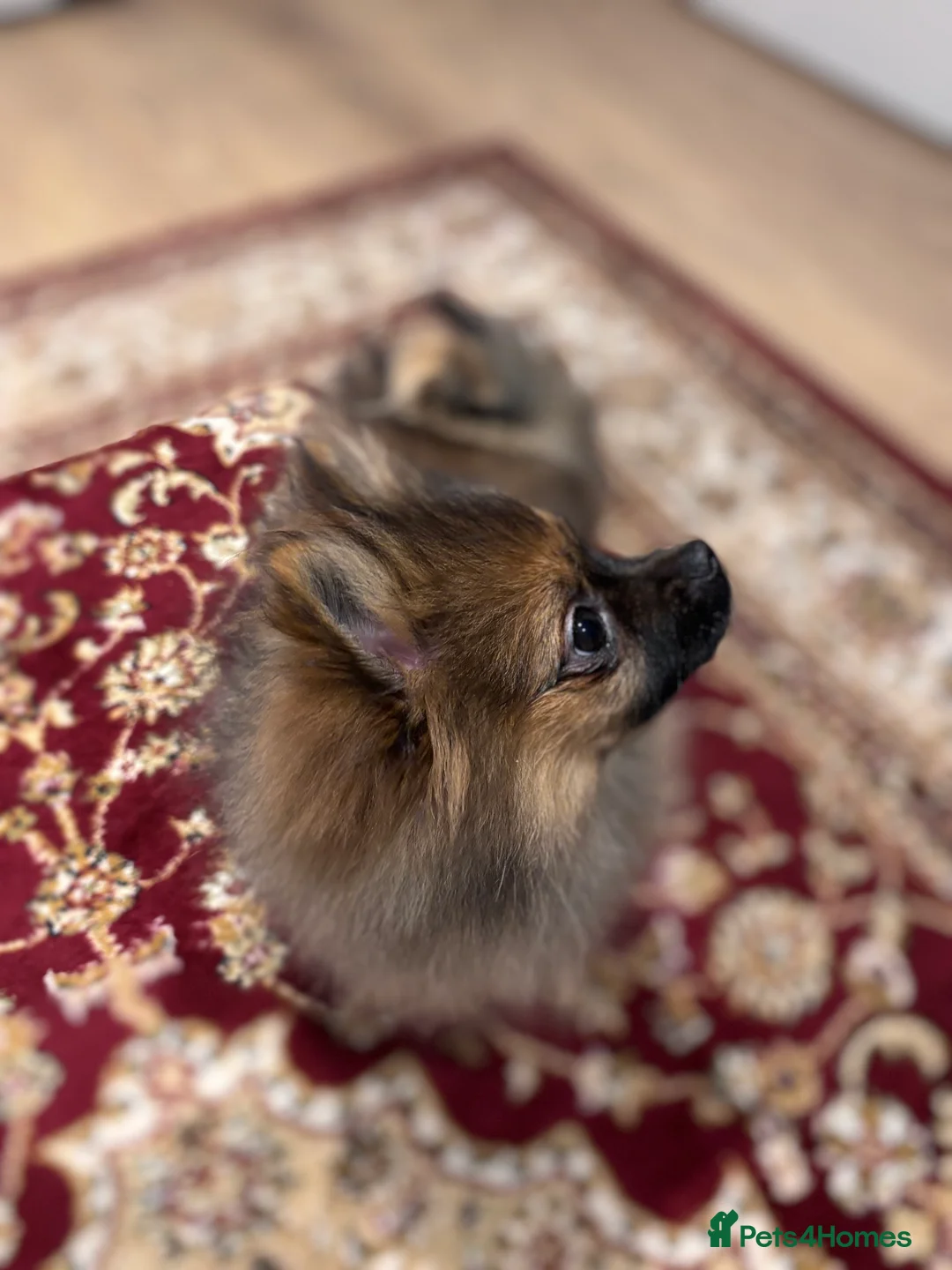 Pomeranian dogs for sale: 🐾 Stunning Male Pomeranian Puppy – £1,750 🐾 - Advert 32