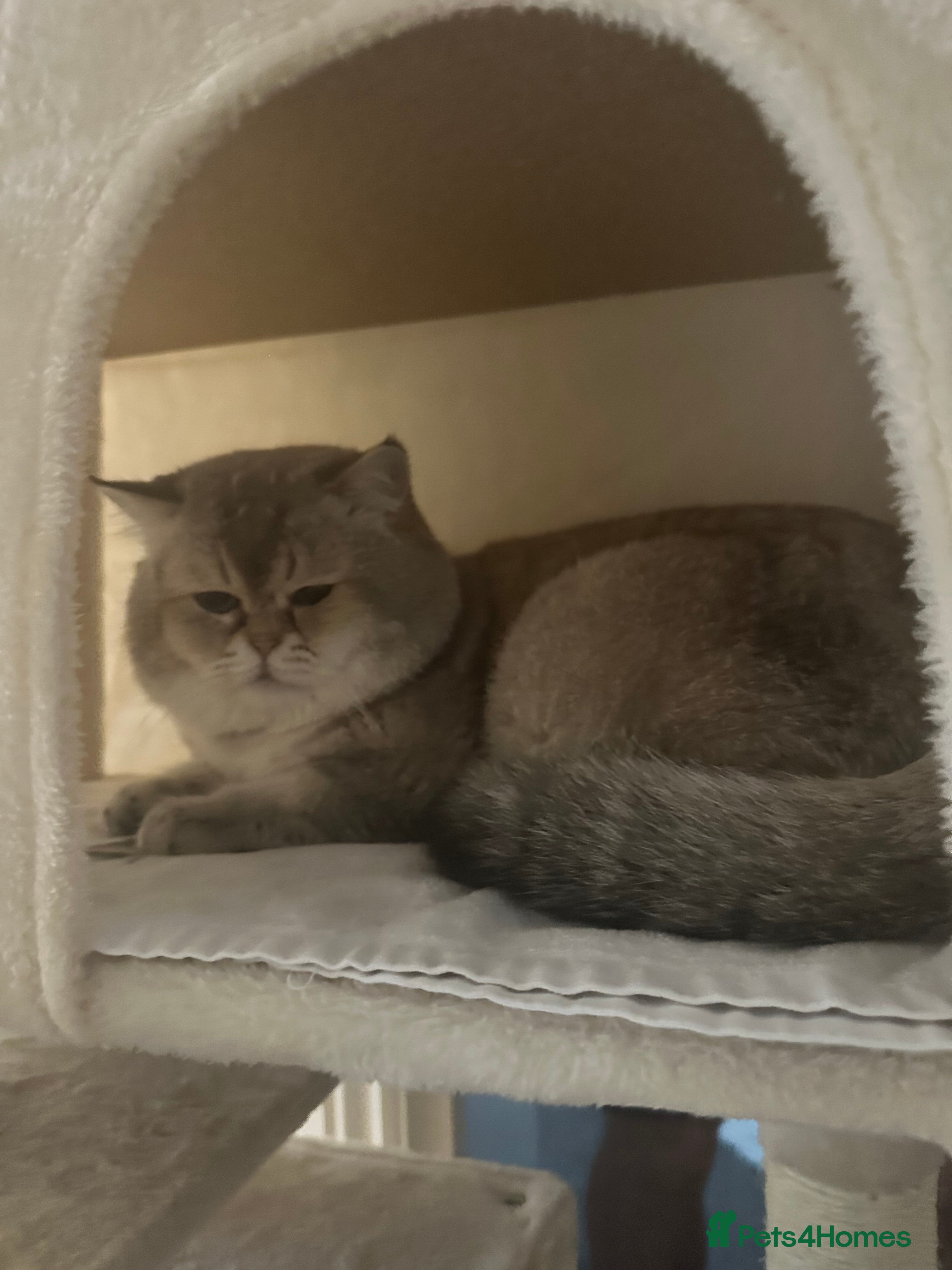 Scottish Fold cats Lovely Scottish fold( straight )boy ❤️ - Advert 1