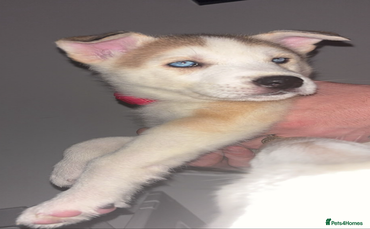 Siberian Husky dogs - Advert 6