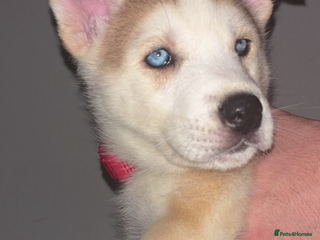 Siberian Husky dogs - Advert 30