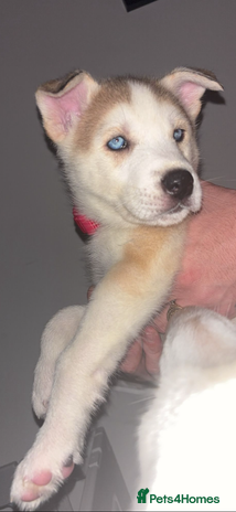 Siberian Husky dogs - Advert 6