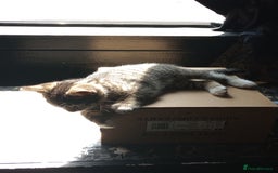 Mixed Breed cats for sale: 3 ADORABLE STRIPEY FURBALLS  - Image 19