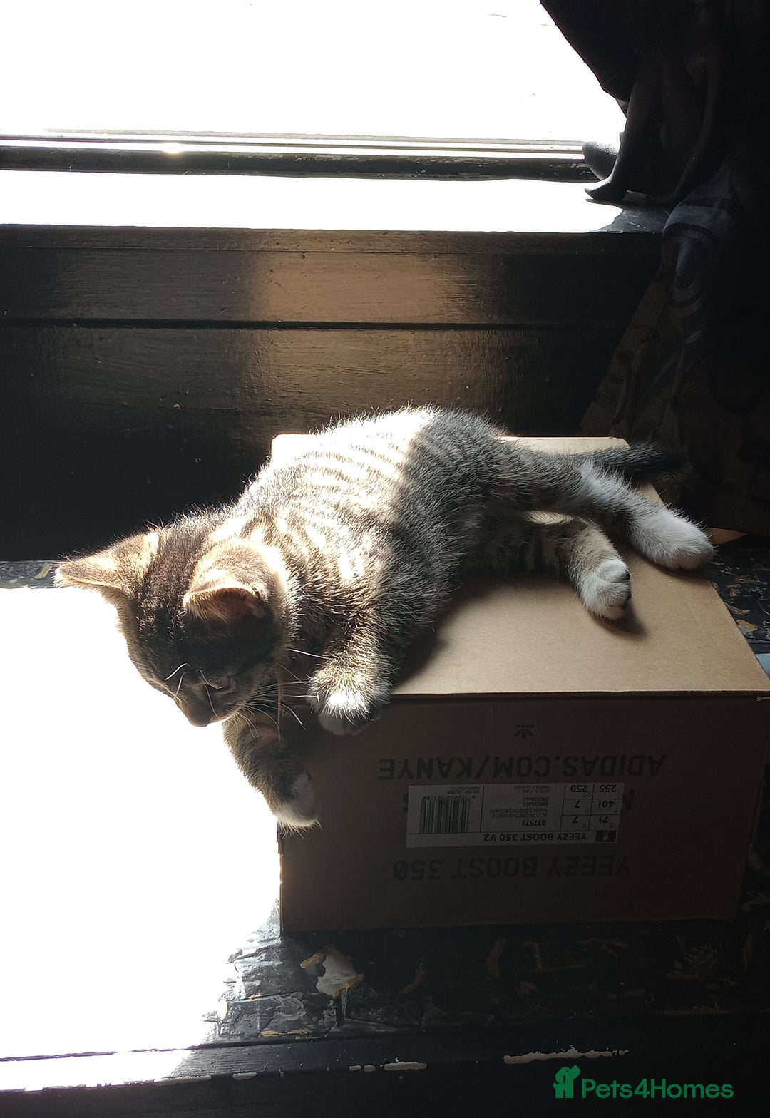 Mixed Breed cats for sale: 3 ADORABLE STRIPEY FURBALLS  - Image 19