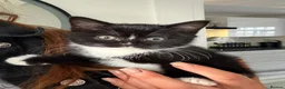 British Shorthair cats for sale: Beautiful British Shorthair Kittens 💙💗 - Advert 3