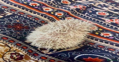 Pygmy Hedgehog rodents - Advert 2