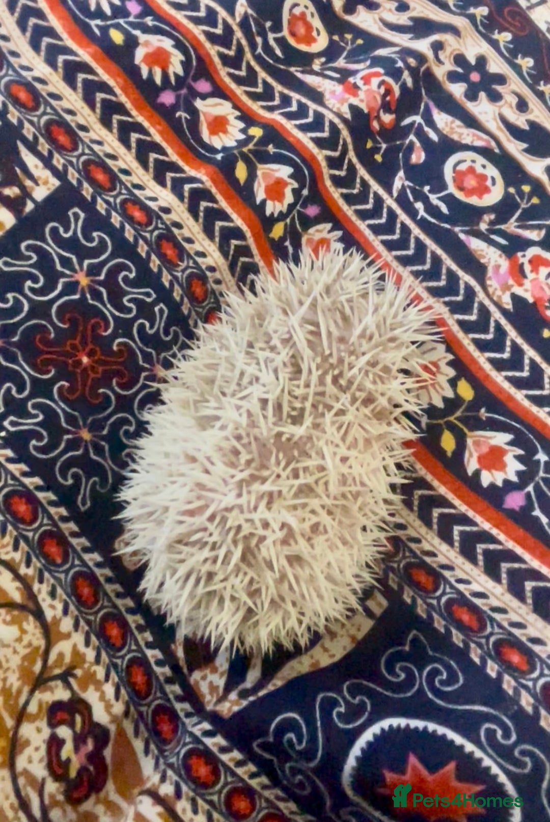 Pygmy Hedgehog rodents for sale: Beautiful Pinto African Pygmy Hedgehog Babies  - Image 2