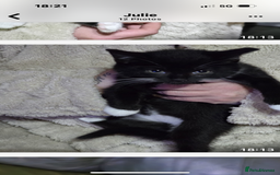 Mixed Breed cats for sale: 4x 8week old kittens - Image 5