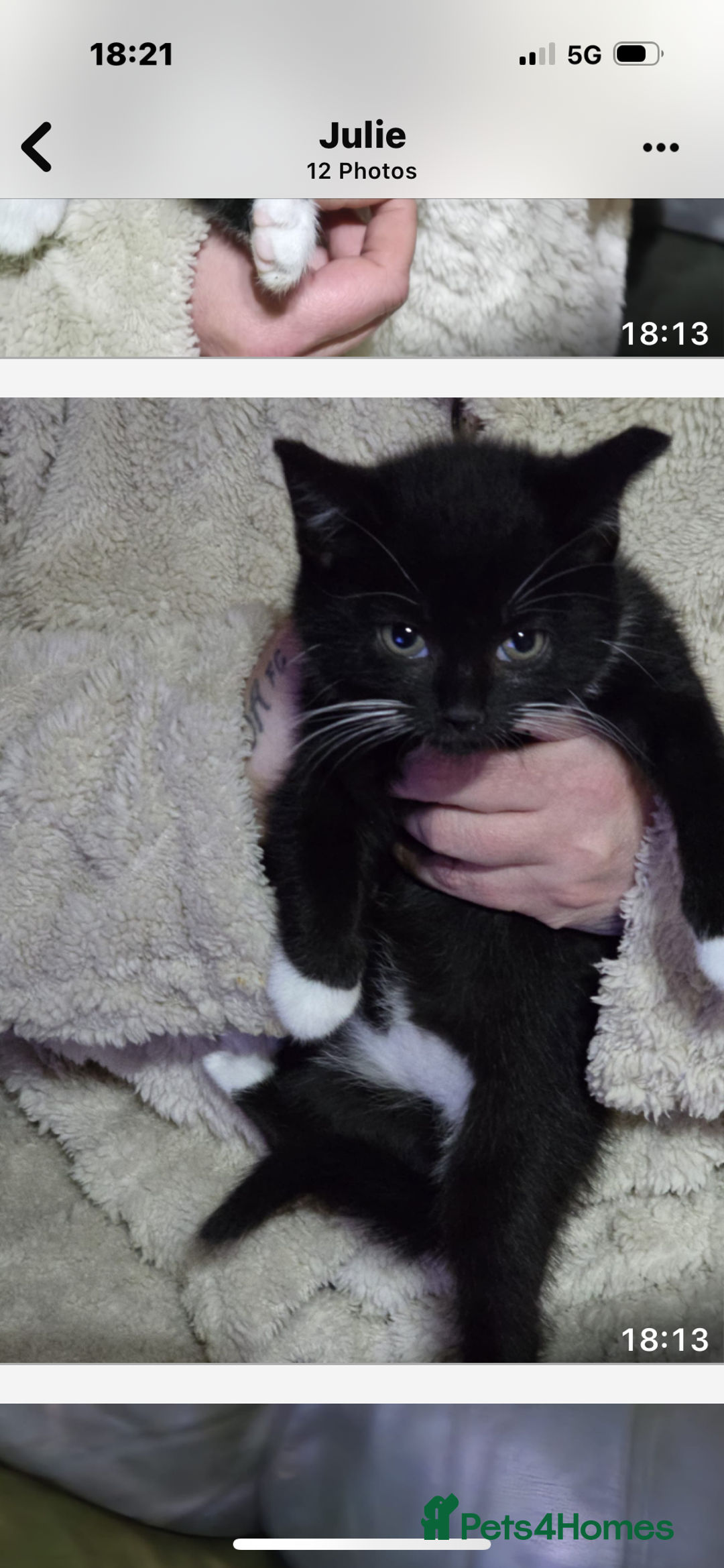 Mixed Breed cats for sale: 4x 8week old kittens - Image 5