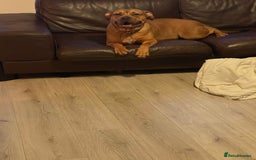 American Bully dogs for sale: Bully bred female 2 year old  - Image 3