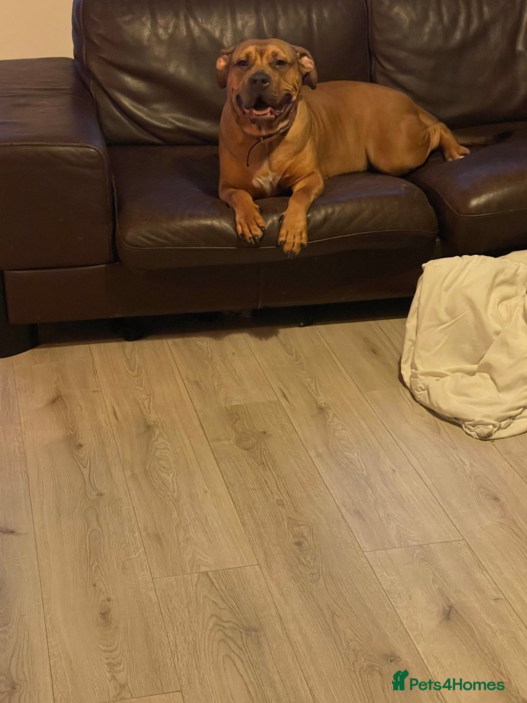 American Bully dogs for sale: Bully bred female 2 year old  - Image 3