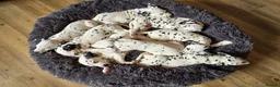 Dalmatian dogs for sale: Beautiful KC Reg Dalmatian Puppies in Newport - Advert 3