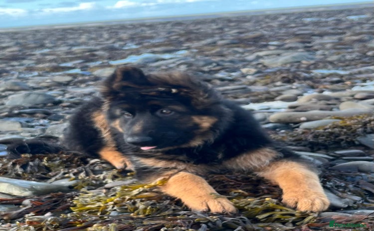 German Shepherd dogs - Advert 15