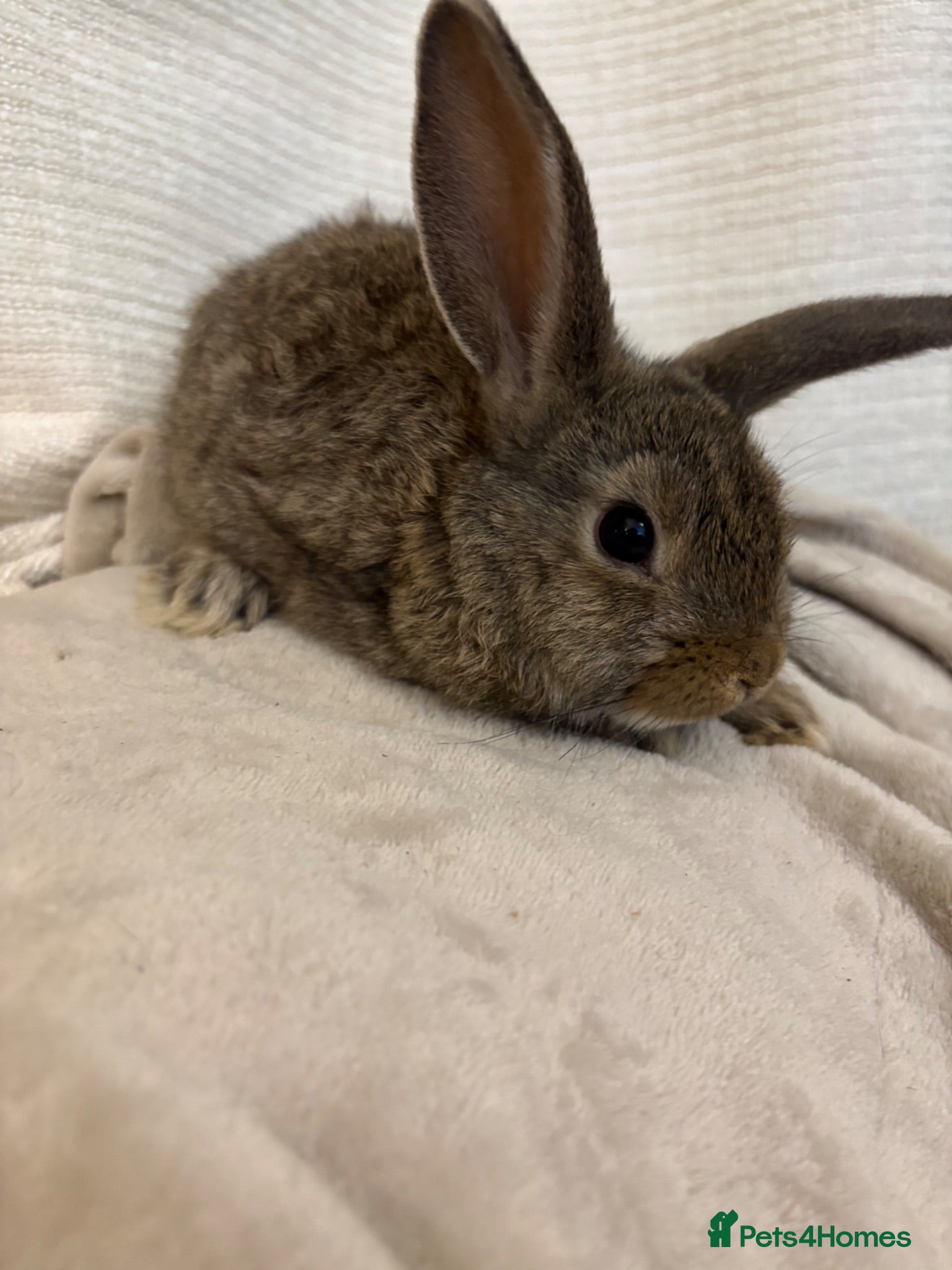 Mini Lion Lop rabbits Mini lion lop baby bunny rabbits - Advert 1