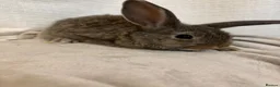 Mini Lion Lop rabbits for sale: Mini lion lop baby bunny rabbits - Advert 1