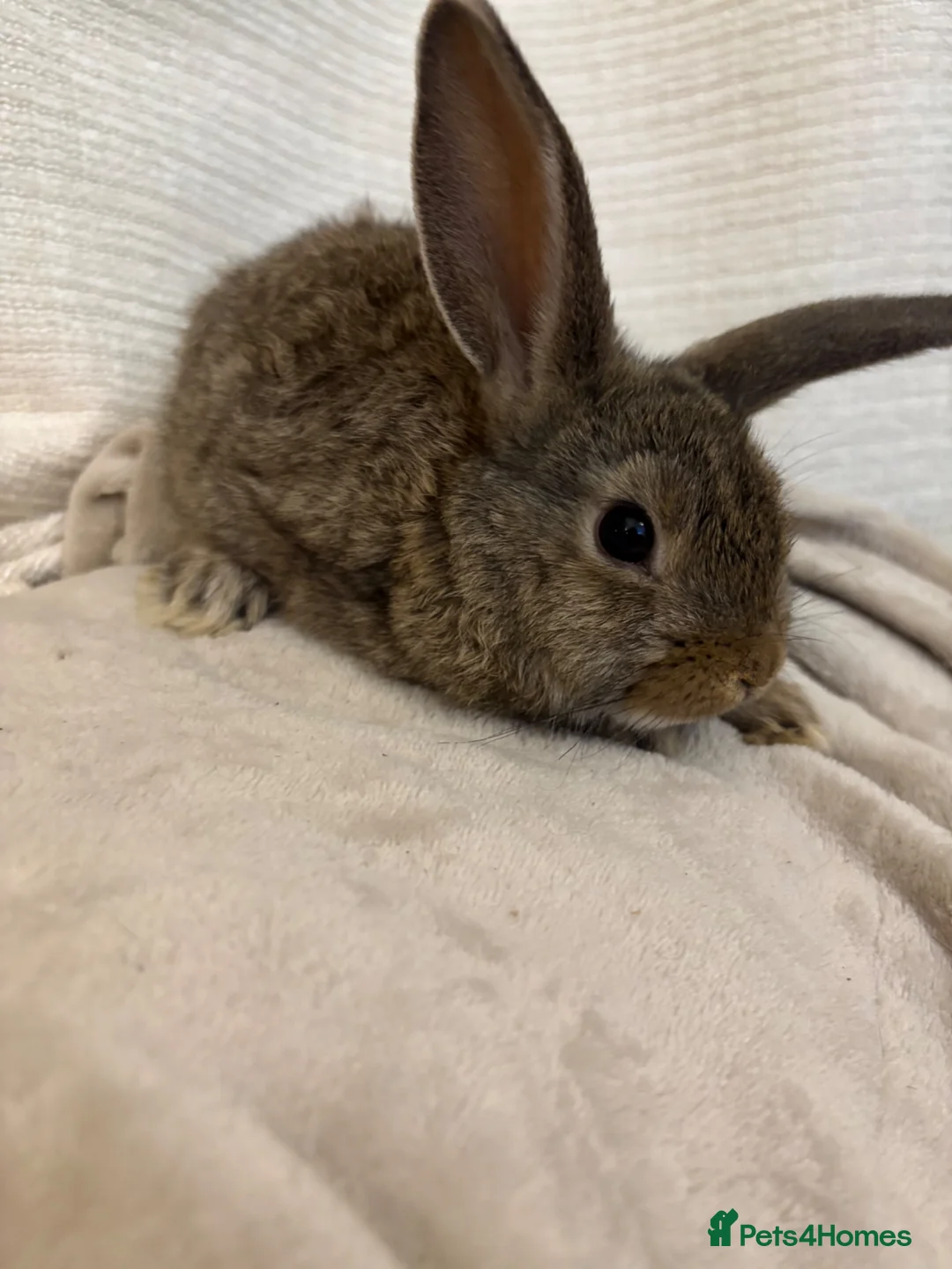 Mini Lion Lop rabbits for sale: Mini lion lop baby bunny rabbits - Advert 1