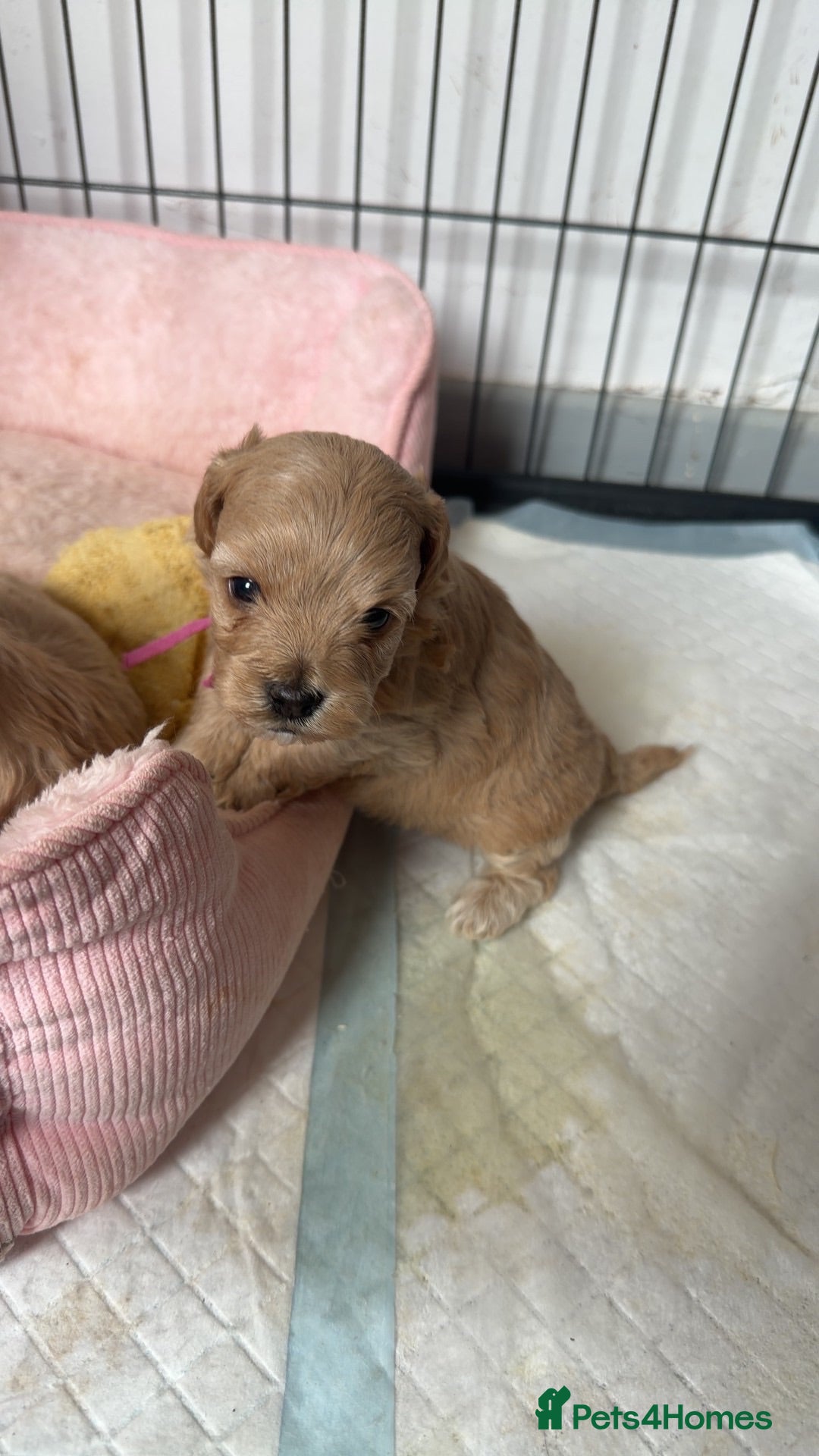 Maltipoo dogs 🩷💙Tiny Maltipoos,KC dna health clear parents 🥰 - Advert 1