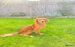 Goldendoodle dogs for sale: F1 Goldendoodle puppies fully heath tested parents - Advert 2