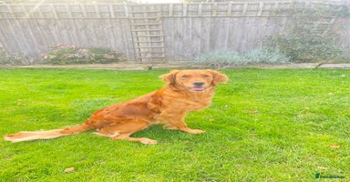 Goldendoodle dogs Goldendoodle puppies fully heath tested parents - Advert 1