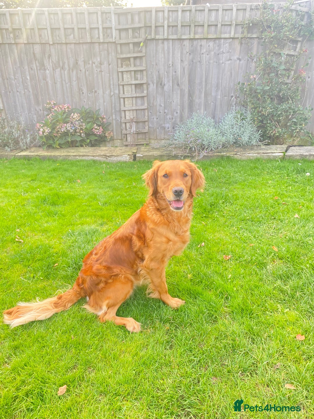 Goldendoodle dogs for sale: F1 Goldendoodle puppies fully heath tested parents - Advert 2