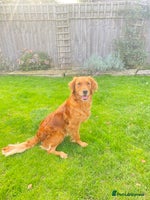 Goldendoodle dogs F1 Goldendoodle puppies fully heath tested parents - Advert 8