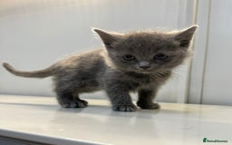 Ragdoll cats for sale: Fluffy Gorgeous Ragdoll Cross Kittens - Image 9
