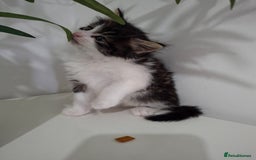 Maine Coon cats for sale: Beautiful Part Maine Coon Male Kitten - Image 17