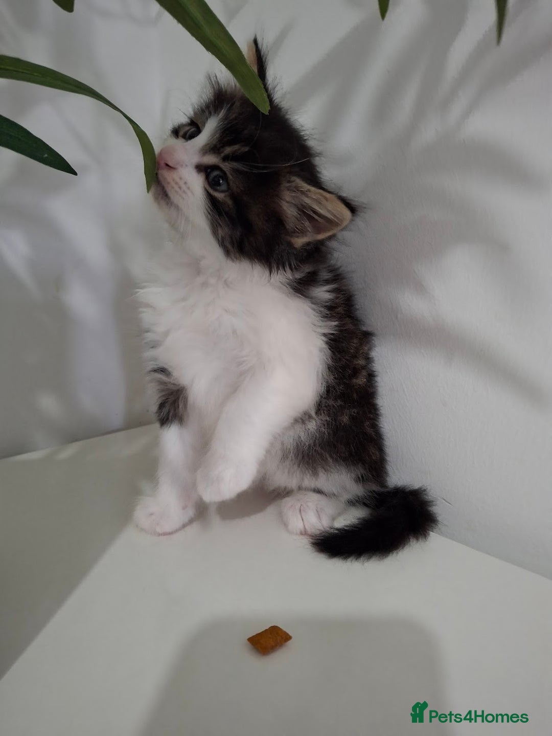 Maine Coon cats for sale: Beautiful Part Maine Coon Male Kitten - Image 17