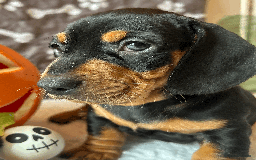 Dachshund dogs for sale: Beautiful Dachshund Puppies Ready to go 8th Nov  - Image 5
