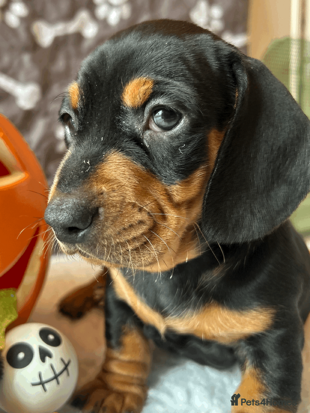 Dachshund dogs for sale: Beautiful Dachshund Puppies Ready to go 8th Nov  - Image 5