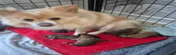 Pomeranian dogs for sale: 5 beautiful pomeranian puppies in Egremont - Advert 3