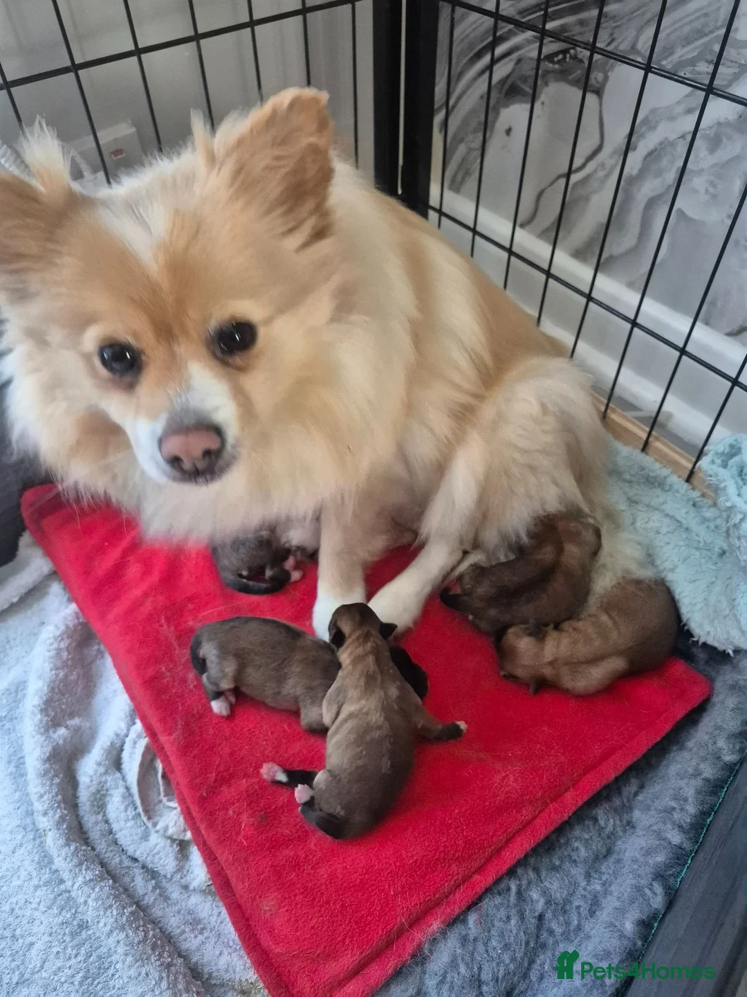 Pomeranian dogs for sale: 5 beautiful pomeranian puppies in Egremont - Advert 3