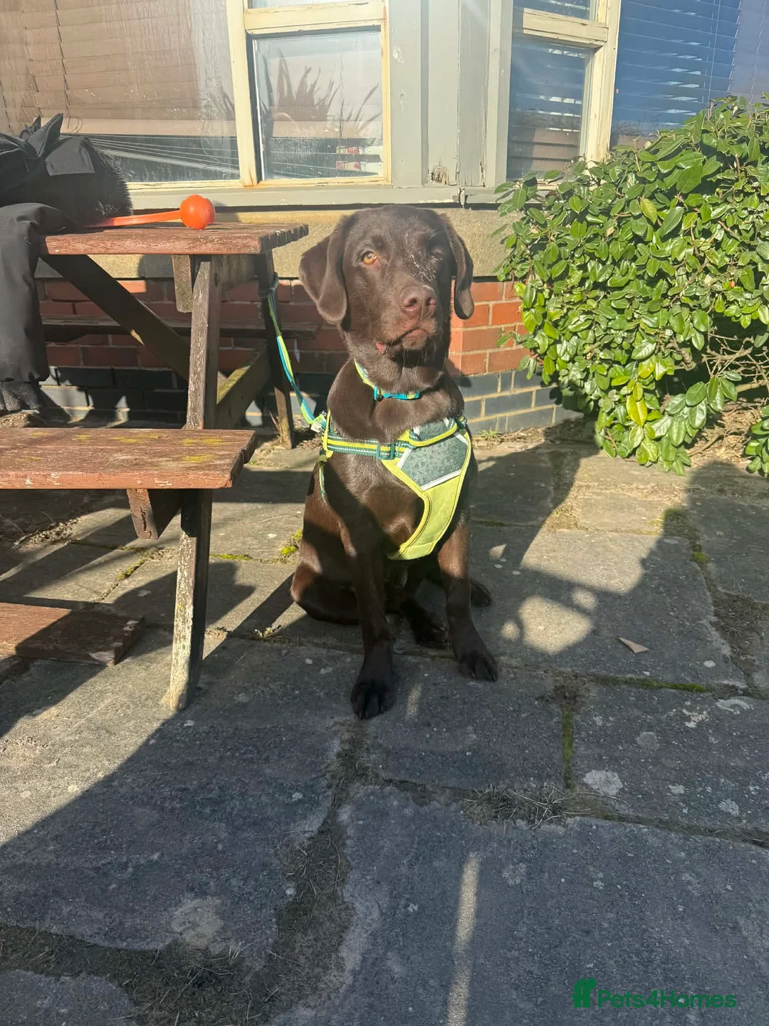 Mixed Breed dogs for sale: Meet Yogi  - Advert 1