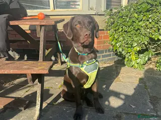 Mixed Breed dogs Meet Yogi - Advert 1