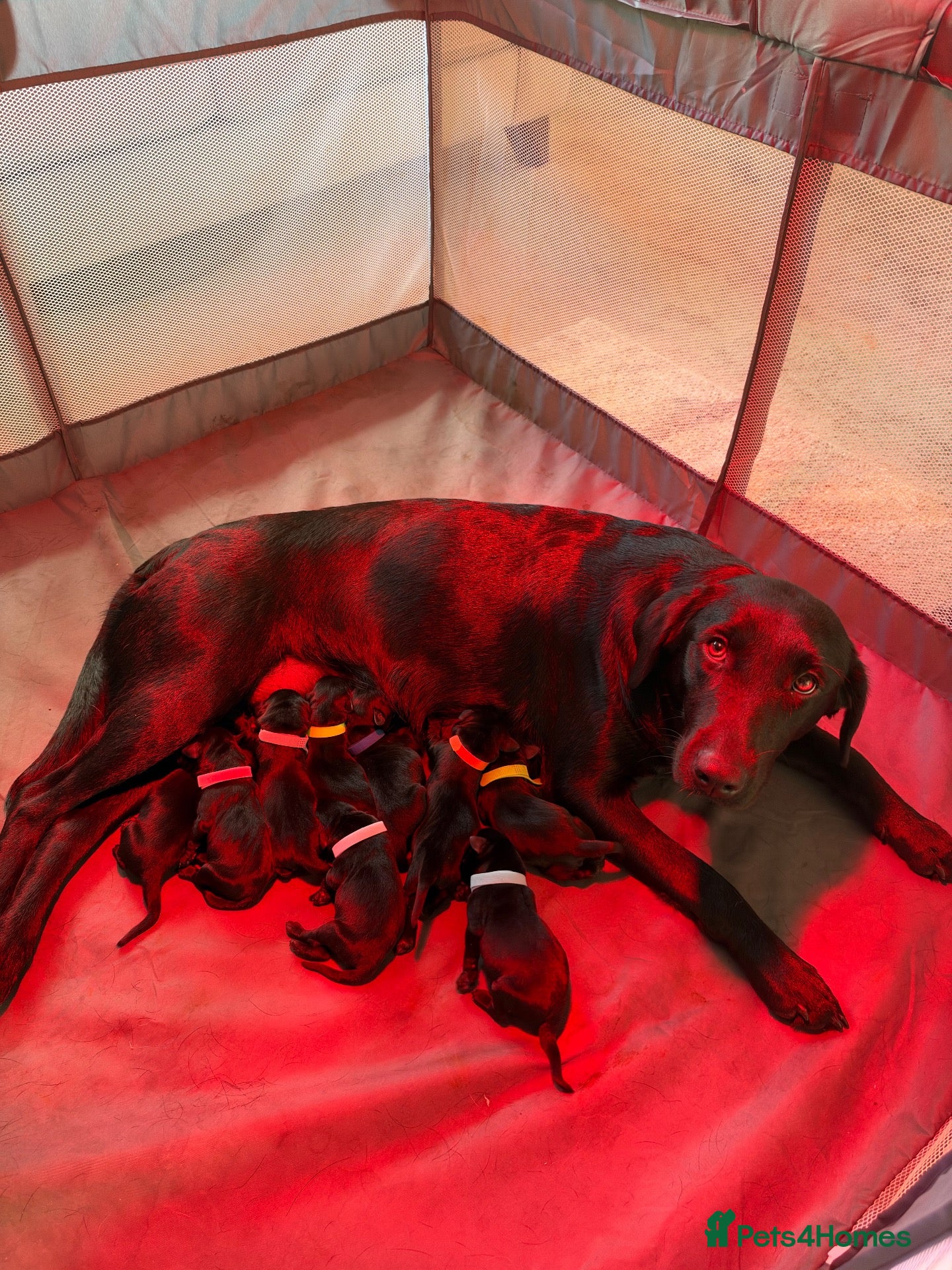 Labrador Retriever dogs Black Labrador Puppies  - Advert 10