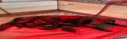 Labrador Retriever dogs for sale: Black Labrador Puppies  - Advert 1