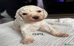 Cockapoo dogs for sale: Cockapoo puppies  - Image 8