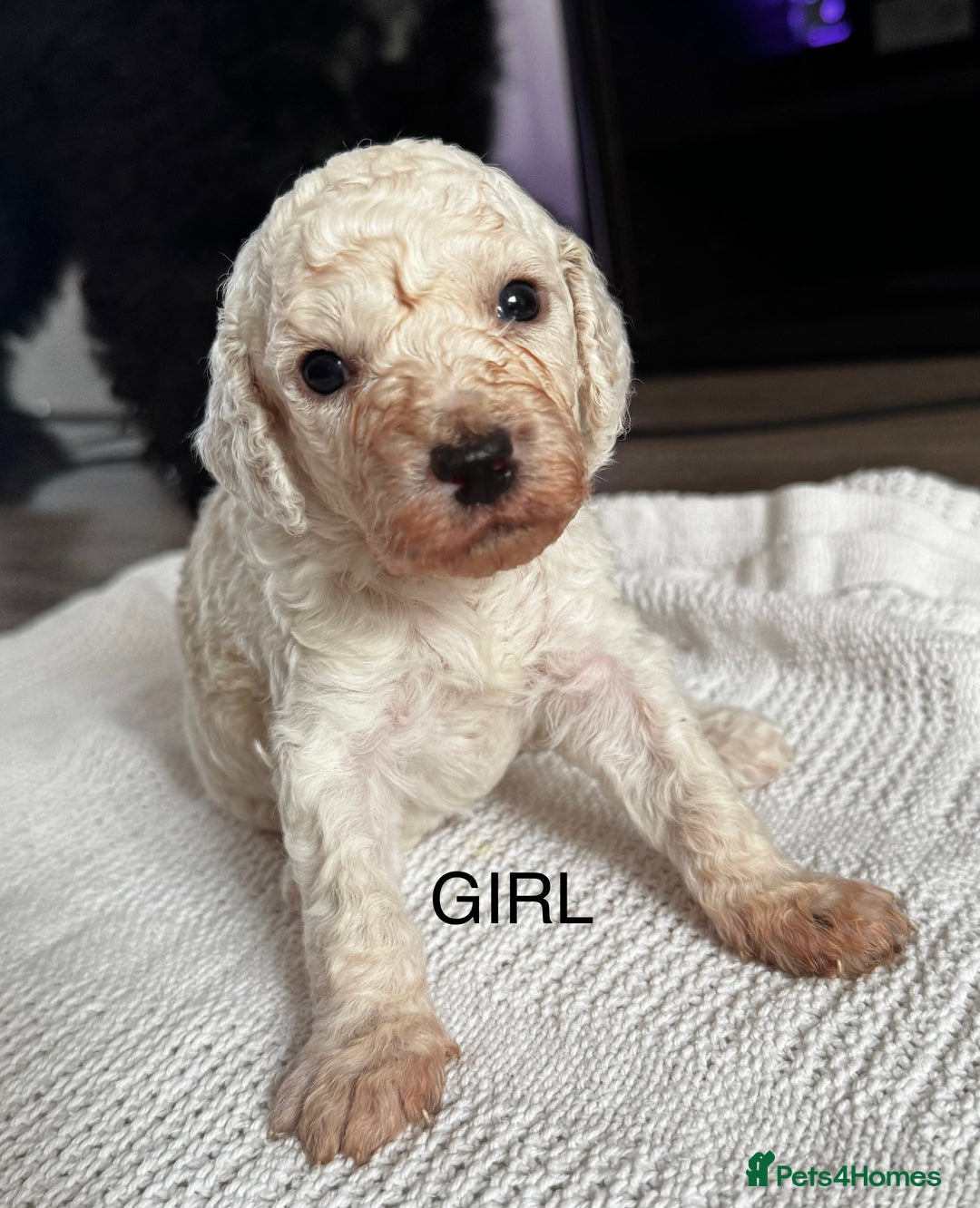 Cockapoo dogs for sale: Cockapoo puppies  - Image 8