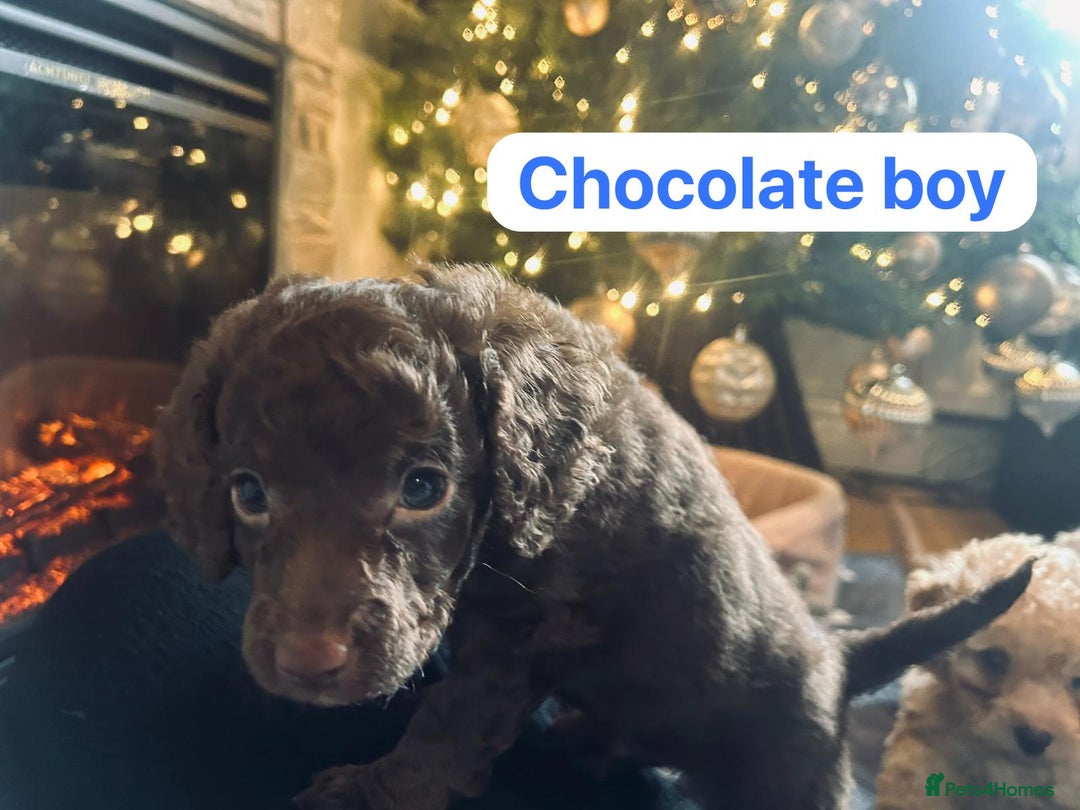 Cockapoo dogs for sale: 1 beautiful Cockapoo puppy left💙 - Advert 8