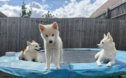 Pomsky dogs for sale: Vergil - Image 12