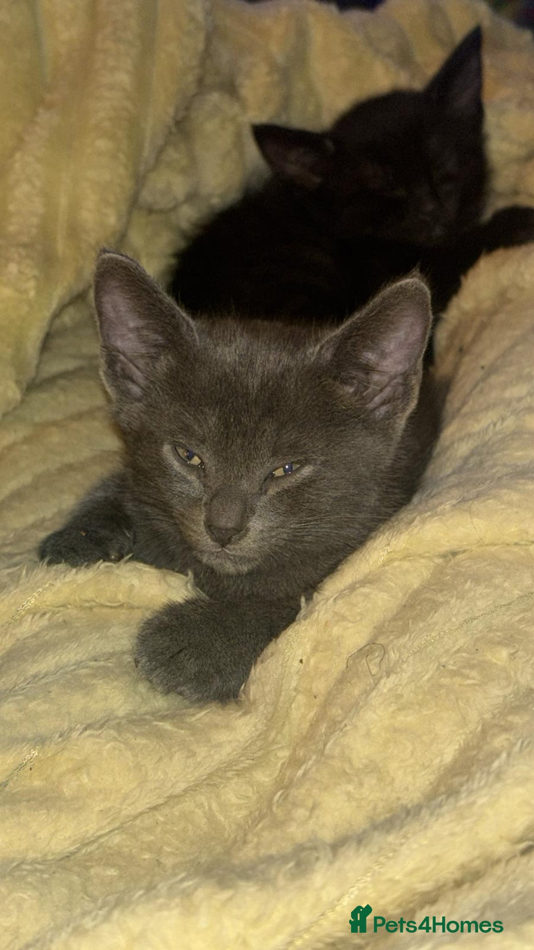 Oriental cats for sale: Male oriental kittens for sale - Advert 4