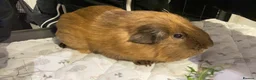 Guinea Pig rodents for sale: Male guniea pig  in Bradford - Advert 2