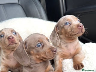 Miniature Dachshund dogs 🎄XMAS 🎄 MINIATURE DACHSHUNDS ISABELLA AND DAPPLE - Advert 3