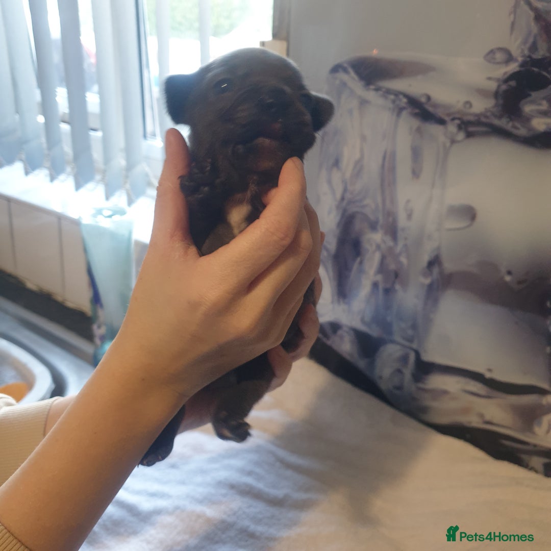 French Bulldog dogs for sale: 4French bulldog puppies 3 weeks old kc registered  - Advert 3