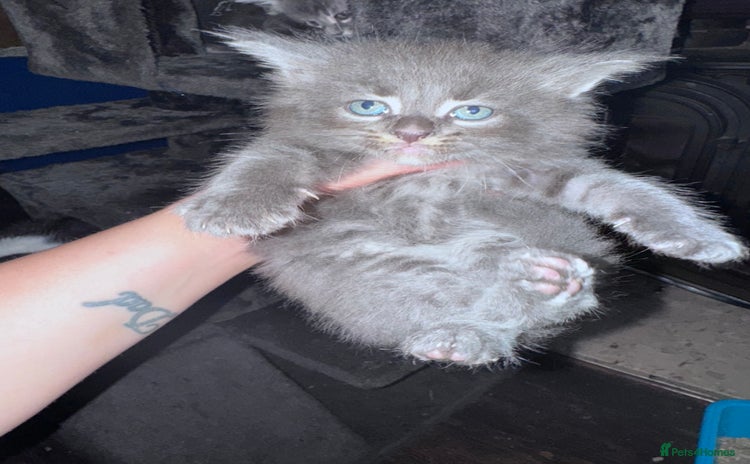 Maine Coon cats - Advert 1