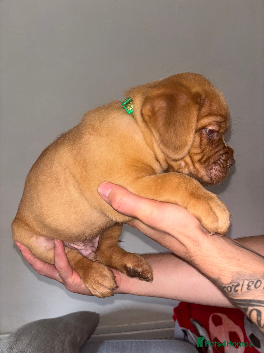 Dogue De Bordeaux dogs for sale: Beautiful Dogue De Bordeaux Pups  in Nottingham - Image 6