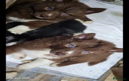 Siberian Husky dogs for sale: ready to go Wooly Siberian Husky - Image 2