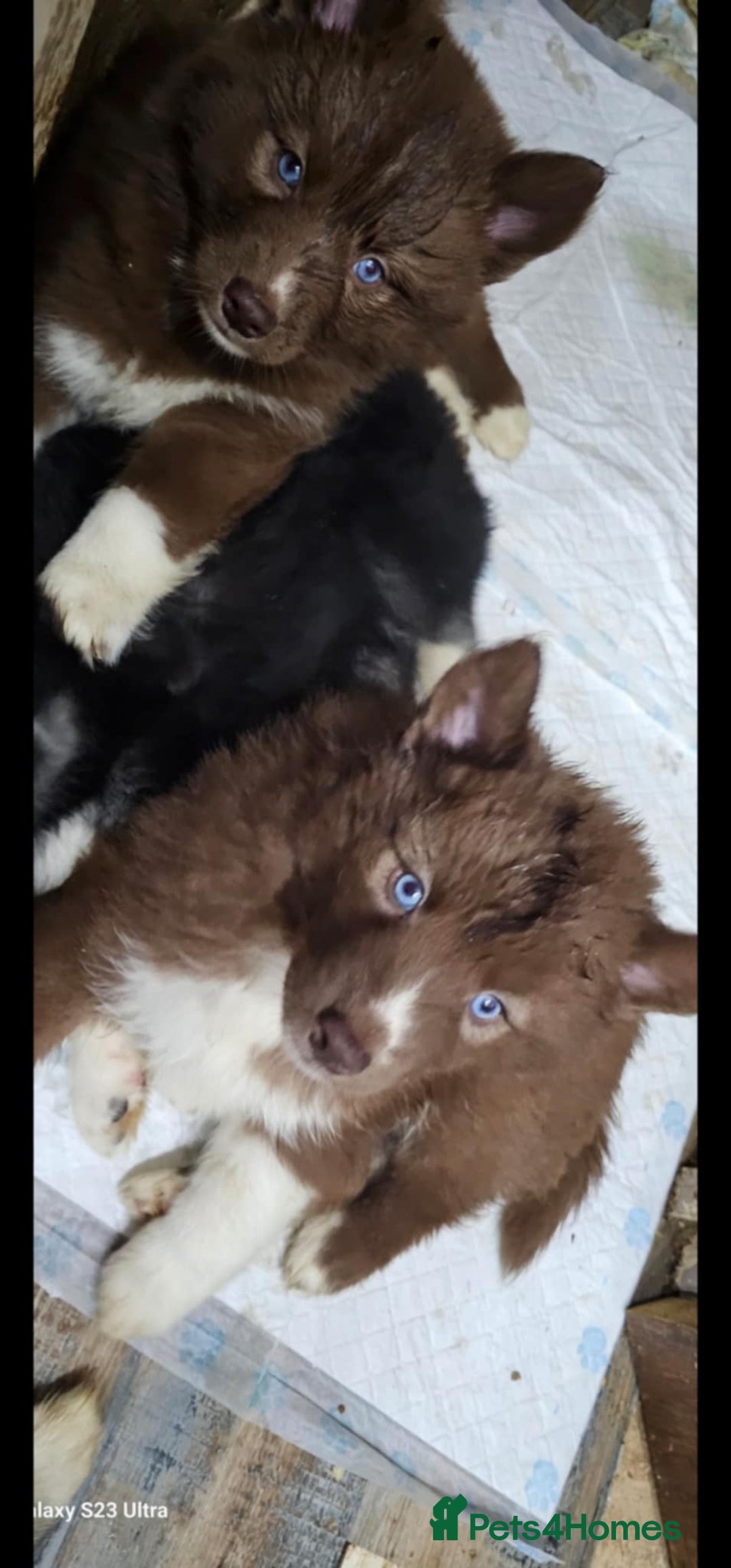 Siberian Husky dogs for sale: ready to go Wooly Siberian Husky - Image 2