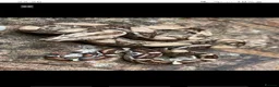 Boa Snake reptiles for sale: Boa constrictors  - Advert 4