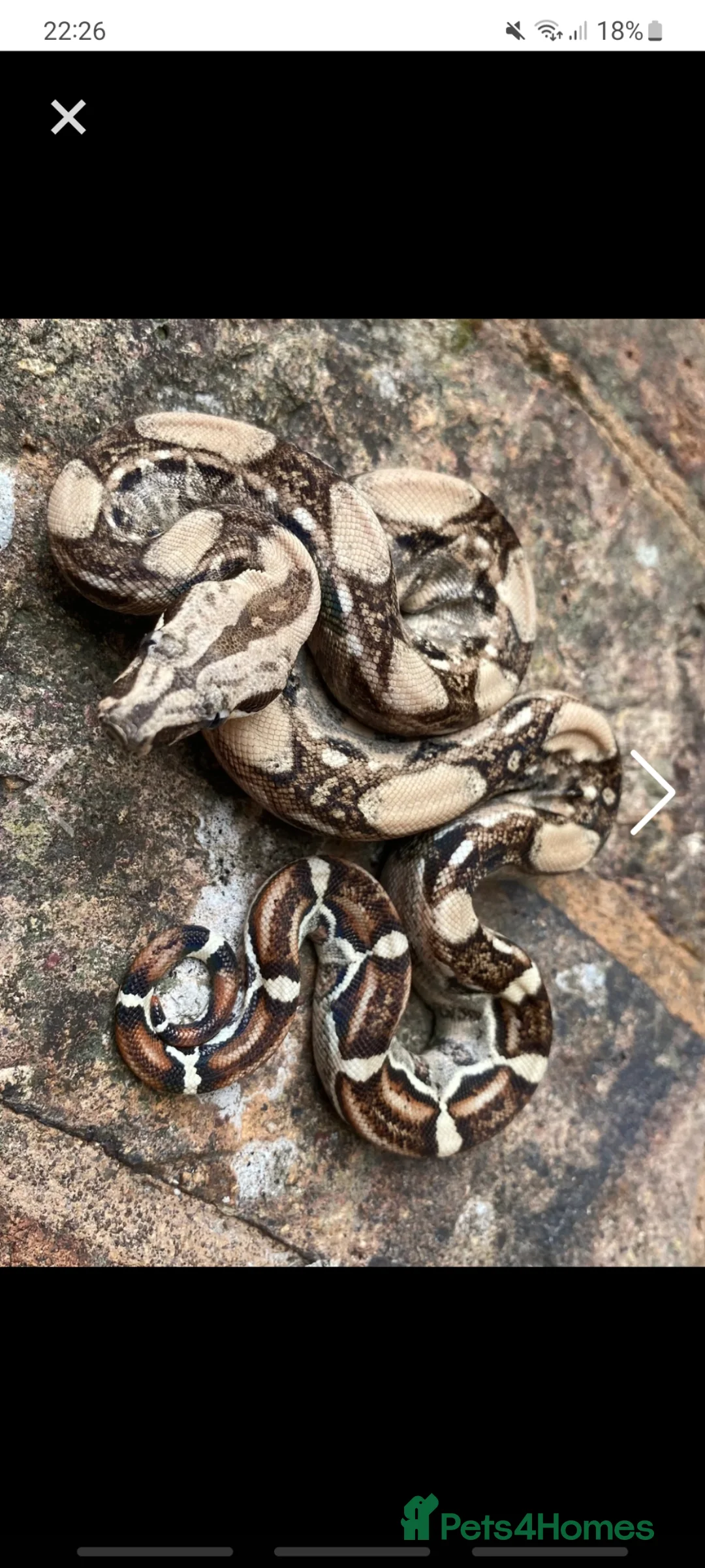 Boa Snake reptiles for sale: Boa constrictors  - Advert 4